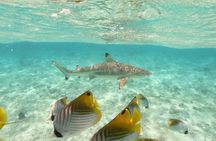 Exceptional Half day on the turquoise lagoon of Bora Bora