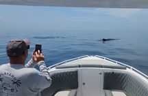 Private Whale Watching Tour - 38ft Speedboat | Pearl Islands