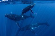 Whale Watching Activity