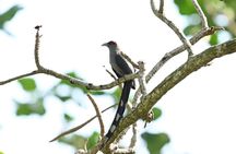 JungleWalla Full Day Penang Mainland Birdwatching