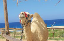Beach Camel Ride & Sky Bike in Cabo by Cactus Tours Park