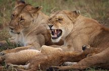 7 Day Samburu, Aberdare, Lake Nakuru and Masai Mara Safari Tour