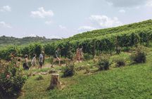 Organic Wine Tasting in the Langhe Hills – Vineyard & Cellar Tour