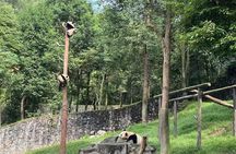 One Day Chengdu Itinerary Panda and Buddha Adventure