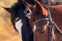 Horseback Riding in Essaouira - Essaouira HorseRiding