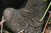 8 Days Uganda Gorilla, Chimp and Wildlife Safari