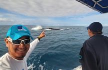 Private Whale Watching Tour - 38ft Speedboat | Pearl Islands