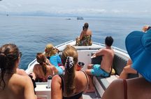 Private Whale Watching Tour - 38ft Speedboat | Pearl Islands