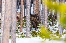 Private Small Group Yellowstone Wildlife Safari