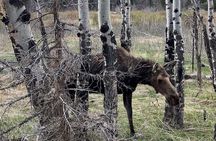 Rocky Mountain National Park - Private Hiking Tour