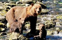 Private Bear Viewing at Waterfall Creek