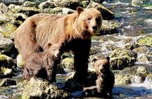 Private Bear Viewing at Waterfall Creek