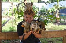 Interaction with Monkey Tour & city tour in Puerto Plata
