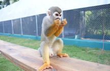 Monkey Tour and Historic Center (Puerto Plata)