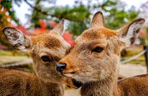 Osaka and Nara Day Tour with Private Transportation