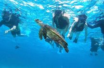 Okinawa Iriomote Island 1 Day Trip OK from Ishigaki Island!Complimentary photo data and equipment rental for Balas Island Snorkeling & Yufu Island Sightseeing