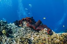 Private Snorkeling Start Gili Meno and Explore 4 Spots with GoPro