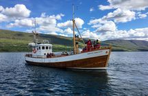 Whale Watching from Akureyri Port