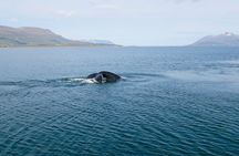 Whale Watching from Akureyri Port