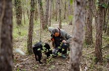 Truffle Hunting and 3-course Truffle Brunch in Motovun