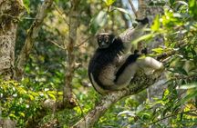 Madagascar Exploring Antananarivo to Andasibe 7 D/6 N (Comfort)