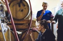 Organic Wine Tasting in the Langhe Hills – Vineyard & Cellar Tour