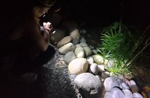 La Fortuna Night Walk - Sloths, Frogs, & Wildlife (Small Group)