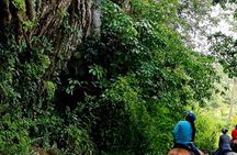 Jungle Horseback Riding with Lunch
