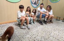 Chengdu: Volunteer Day Experience at Dujiangyan Panda base