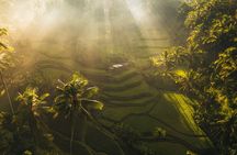 Ubud Tour with Swing, Waterfalls, Rice Terraces & Monkey Forest