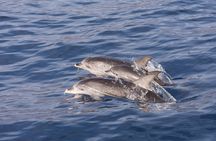 Island and Dolphin Tour in North Myrtle Beach