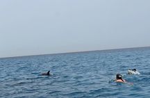 Swimming with dolphins by speed boat