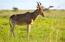 5 Day Scenic Uganda Wildlife Safari and Lake Adventure