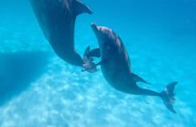  3 Hour Dolphin Tour and Snorkeling in Shell Island