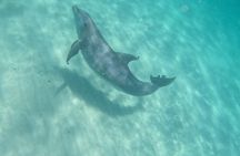  3 Hour Dolphin Tour and Snorkeling in Shell Island