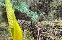 Beautiful Nature Walk On Ketchikan's Ward Creek Trail