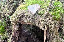 Beautiful Nature Walk On Ketchikan's Ward Creek Trail