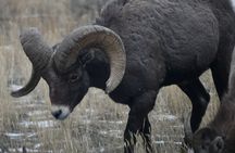 Yellowstone Park Private Day Trip from Big Sky - Full or Half Day