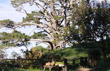 3 Day Hobbiton Rotorua Waiotapu Taupo and Waitomo Caves Tour