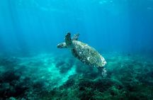 Full Day Nusa Penida by Honey Milk Yacht 13 meters