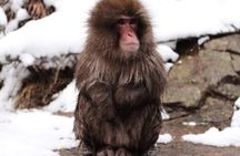 Nagano's Famous Snow Monkeys -Personalized Private Tour