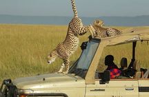 3Days Masai Mara Wildlife Safari on 4WD Jeep