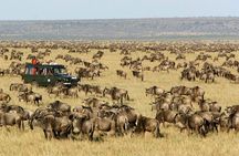 3Days Masai Mara Wildlife Safari on 4WD Jeep