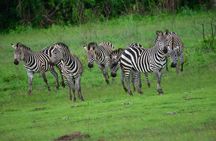 Private full day Akagera National Park with a relaxing boat ride