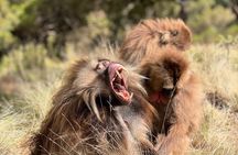 3 Day Trekking Tour to Simien Mountains