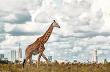 Half Day Nairobi National Park Tour 