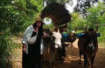 Colombo , Negombo to Trincomalee Transfer and Safari 