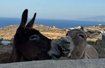 Mykonos In Half A Day Private Tour Designed Just For You