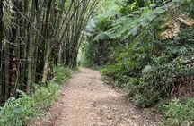 Private El Yunque Half-Day Tour with Transport