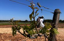 Tenute Girolamo: Wine Tour VIP 